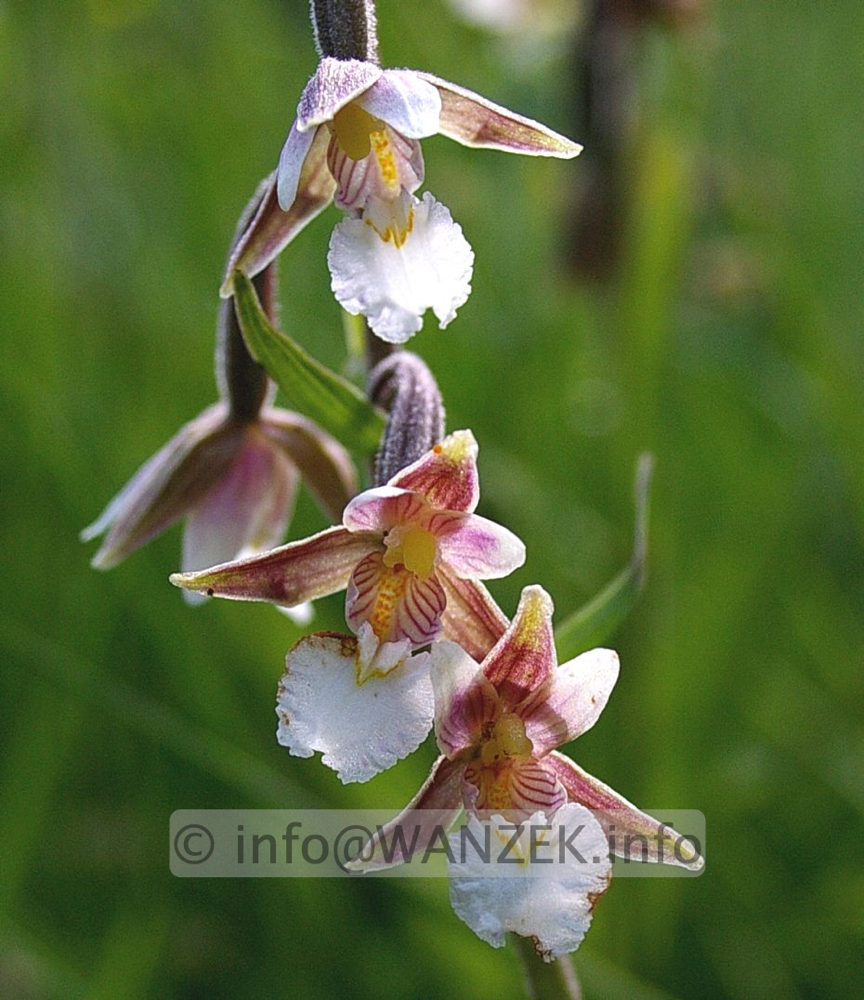 Epipactis palustris - Blueten.jpg